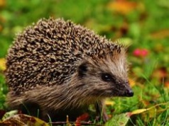 Dzień Dzikiej Fauny, Flory i Naturalnych Siedlisk – co możemy zrobić dla natury?