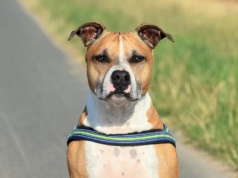 Dwa amstaffy wyskoczyły z auta i pogryzły niemowlę. "Obrażenia były na tyle poważne, że zakończyły się hospitalizacją"