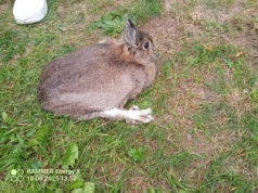 Królik na spacerze. Interweniowała straż miejska