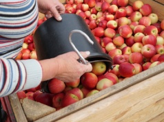 Dostatek czy niedobór pracowników sezonowych? Opinie trzech sadowników