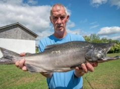 Wędkarz myślał, że złowił rekordowego łososia. Okazało się, że spóźnił się o rok