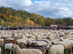 Po ,,Michale” owce zejdą z hal. Jesienne redyki odbędą się już wkrótce