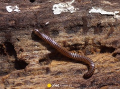 Zwykle bytują w ogrodach, ale mogą wejść do domu. Problem narasta jesienią