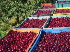 Która gmina jest wiśniową potęgą?