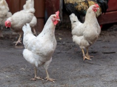 Dobre wiadomości dla drobiarzy: Filipiny zmieniły decyzję w sprawie polskiego drobiu