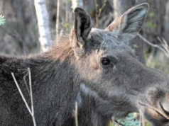 Handlowanie przyrodą, czyli jak minister rolnictwa ośmiesza się chęcią odstrzału łosi [WIDZĘ TO TAK]