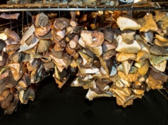 Tak łatwo zasuszysz grzyby w piekarniku. Jaka temperatura jest odpowiednia?