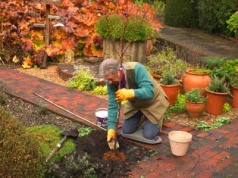 Tego nie rób przy sadzeniu drzew owocowych, bo się nie przyjmą
