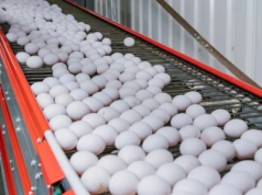 Światowy popyt na jaja rośnie. Gdzie wzrost będzie największy?