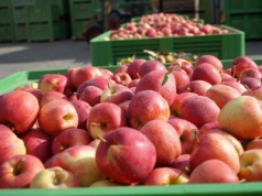 Dobry popyt na jabłka. Sadownicy „trzymają ceny”, ale są wyjątki