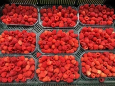 Eksport malin – od zera do bohatera