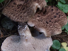 "Krowia morda" to rarytas i marzenie grzybiarzy. Uważaj jednak na tę pułapkę