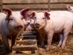 Zamieszanie na rynku warchlaków. Ceny wyraźnie w dół