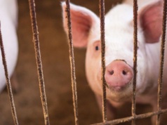 Ceny skupu tuczników 2025 runęły w dół! Sprawdź, ile płacą w Polsce i Niemczech