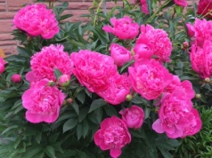 Ostatni raz podsyp tym piwonie. Efekty zobaczysz wiosną