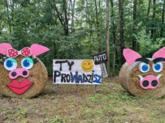 Dożynkowa świnka nie dyskutuje. "Dziś ty prowadzisz”