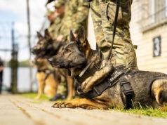 Ćwiczenia psów formacji mundurowych na Podkarpaciu. Tropienie, przeszukiwanie i wiele więcej