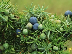 Ten iglak bije tuję na głowę – minimalne wymagania i efekt wow w ogrodzie!