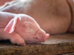 Odbudowa czy już ratowanie krajowej produkcji warchlaków?