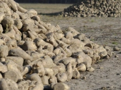 Kampania cukrownicza 2025/26: w tym sezonie padnie rekord?