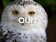 Mądry jak sowa... Ten quiz pokaże czy to prawda. Nie będzie łatwo