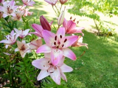 Termin sadzenia lilii robi różnicę. Efekt może zaskoczyć każdego