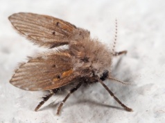 Widzisz takie owady w łazience? Tak pozbędziesz się ich z odpływów