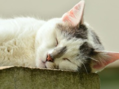 Najciekawsza akcja meczu Arka – Korona: piłkarz biegł bez buta – EKSTRAKLASA