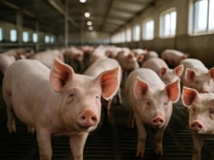 UE przyspiesza rozmowy z Indiami. „To może być najgroźniejsza umowa dla europejskich rolników”