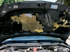 Pojawiają się pod maskami i niszczą auta. Łatwo można je odstraszyć