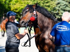 Siła tradycji i piękno koni. 65. Wystawa-Sprzedaż Ogierów w Skaryszewie