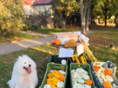 Moda na samoobsługowe sklepiki "pod chmurką". Właściciele liczą na uczciwość klientów