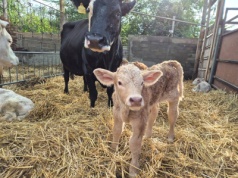 Hałas zabija dobrostan – strzelnica kontra gospodarstwo