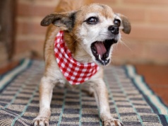 Nawet 5 tys. zł mandatu dla właściciela psa. Wystarczy jedno słowo sąsiada