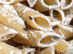 Są gorsze niż mole. Wystarczy chwila, a zainfekują całą spiżarnię. Wywołują pleśń