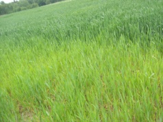 Jesienne nawożenie zbóż ozimych: Jakie nawozy wybrać?