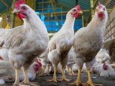 Nowa ferma drobiu na 10 hektarach tuż za nasza granicą. Kto stoi za inwestycją?