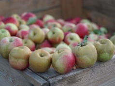 Ci sadownicy są już na krawędzi. Jabłek nie mają już 2 lata