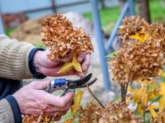 Hortensje przekwitły? Ogrodnik zdradza, czy warto obcinać kwiaty