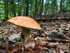 Grzyby mutanty opanowują polskie lasy. "Zaczyna się potężny wysyp"