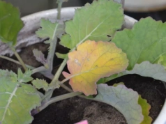 Jesienne dokarmianie rzepaku. Sprawdź, jakie mikroelementy podać