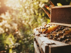 AI może uratować pszczoły. Tak działają ule roboty