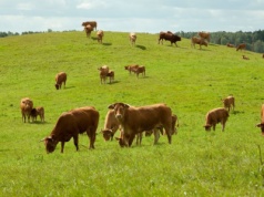 Pogłowie bydła 2025 — w pierwszej połowie roku spadek, ale wzrost cen