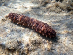 Ryzykują życie, by zdobyć ogórka. Za kilogram biorą 11 tysięcy złotych