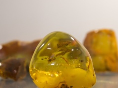 Bursztyn sprzed 112 mln lat z owadami. Niesamowite odkrycie w Ekwadorze