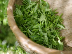 Ta roślina może rosnąć w regolicie księżycowym. Masz ją u siebie w kuchni