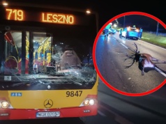 Dramatyczna wypadek pod Warszawą. Autobus ZTM zderzył się z jeleniem. Zwierzę nie przeżyło