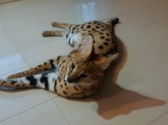 Serwal sawannowy odnaleziony w powiecie buskim