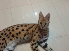 Serwal odnaleziony. Kot uciekł z prywatnej posesji