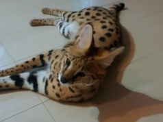 Simba był tydzień na gigancie. Serwal z okolic Buska jest już w domu